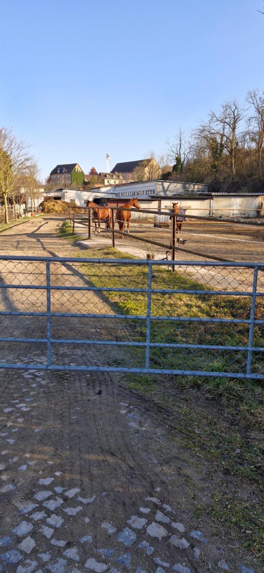 Ferienwohnung Halle/Lettin Halle  Buitenkant foto